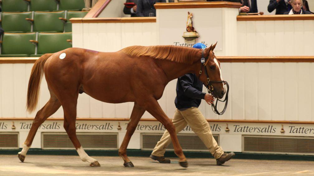 Lot 1073: the Night of Thunder colt out of Asidious Alexander sells for 575,000gns