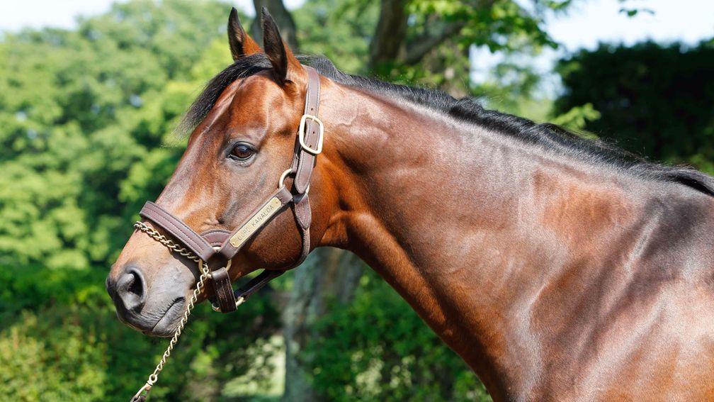 Lord Kanaloa: extremely popular with Japanese breeders