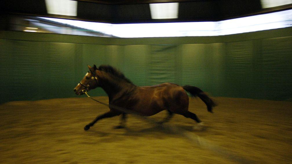 Galileo exercises in the Coolmore lunge ring in 2007