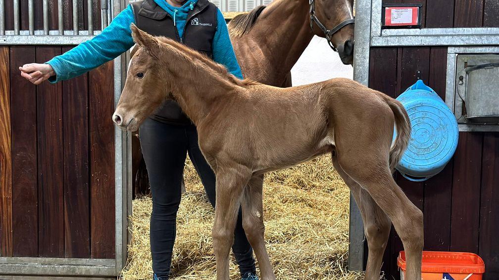 Tweenhills' Mehmas filly out of Castle Hill Cassie