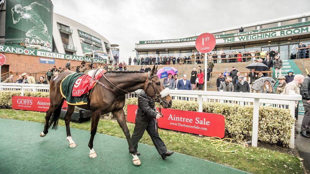 Adrimel: son of Tirwanako checks out hallowed parade ring during the Goffs UK Aintree Sale
