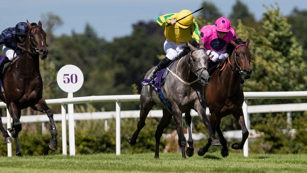 The grey Nickajack Cave scores in the Ballyroan Stakes on his final start in Ireland
