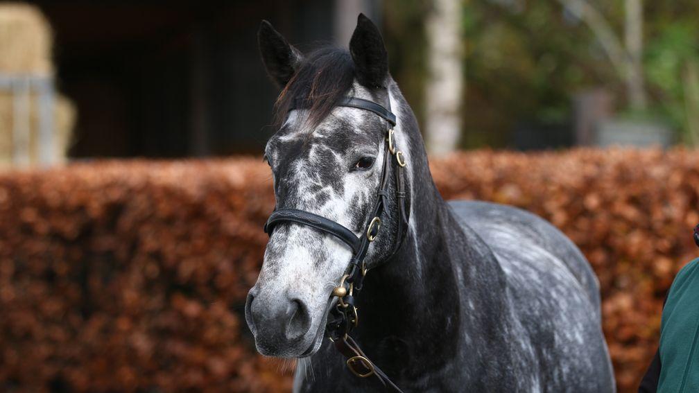 Loy 997: Snowflakes strikes a pose at Goffs