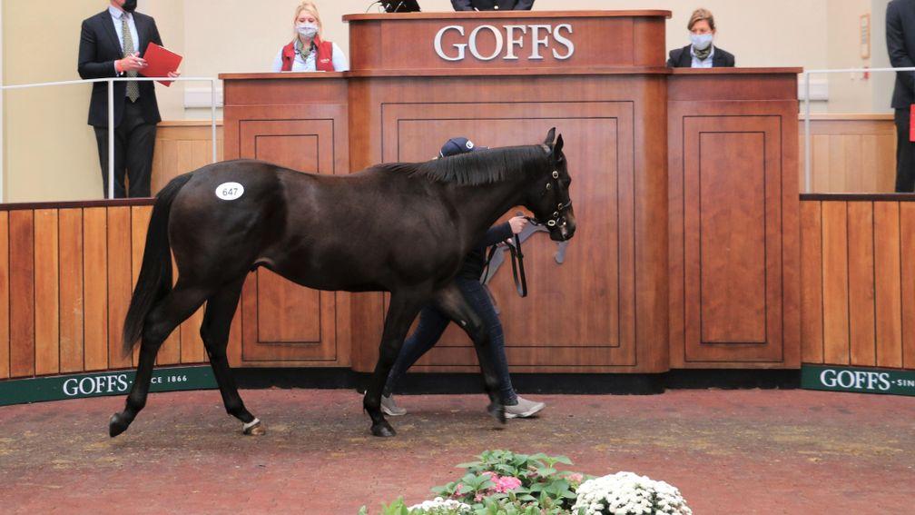 Lot 647: the £50,000 Footstepsinthesand colt takes his turn in the Doncaster ring