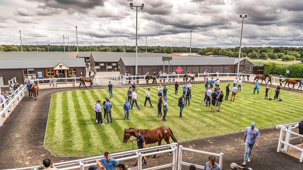 The scene at Goffs UK's Premier Yearling sale