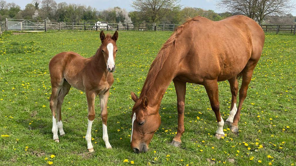 Peel Bloodstock's Nathaniel colt with his dam, the high-class Limini