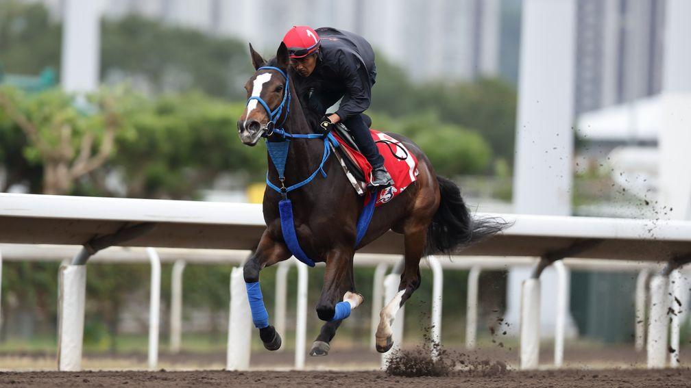Prince of Wales's Stakes contender Deirdre has raced in Japan, Hong Kong and Dubai already this season.