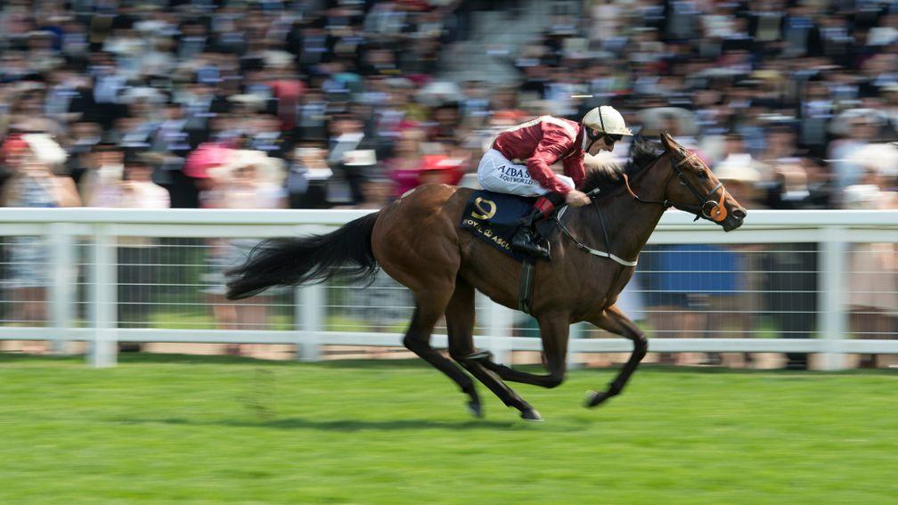 Heartache: the Queen Mary Stakes winner will be offered by Whitsbury Manor Stud at the December Mares Sale