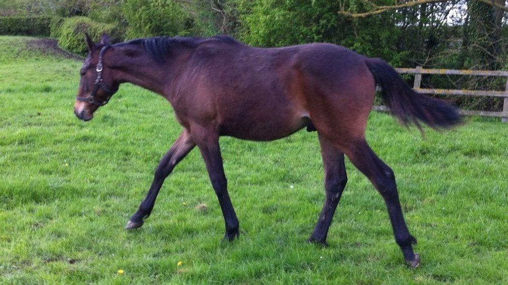 Possible future stallion Midnights Legacy at one year old
