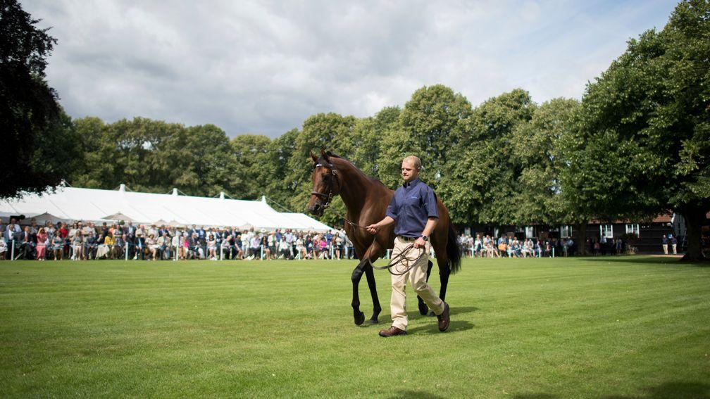 Darley patrons were given a preview of a forthcoming attraction at the stud's stallion parade in July
