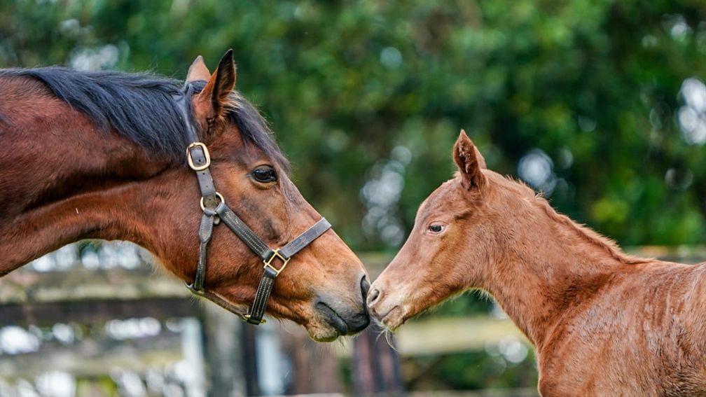 Nassau Stakes heroine Lady Bowthorpe and her colt by Dubawi