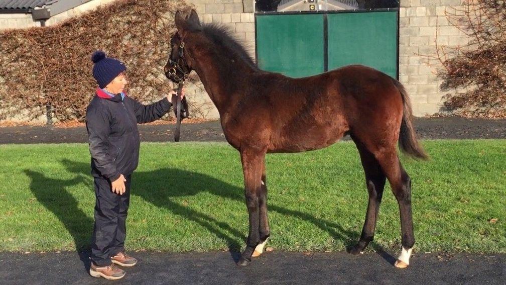 The Camelot half-brother to Altior strikes a pose at Tattersalls Ireland