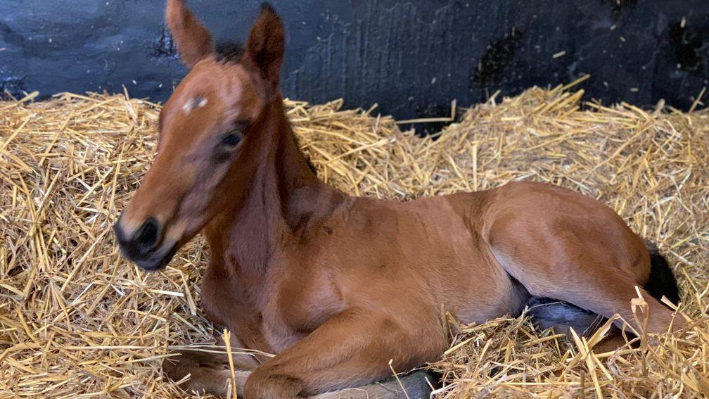 A Hello Youmzain filly out of Kits