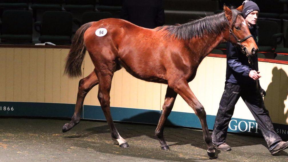 The €50,000 Walk In The Park colt from Ballincurrig House Stud