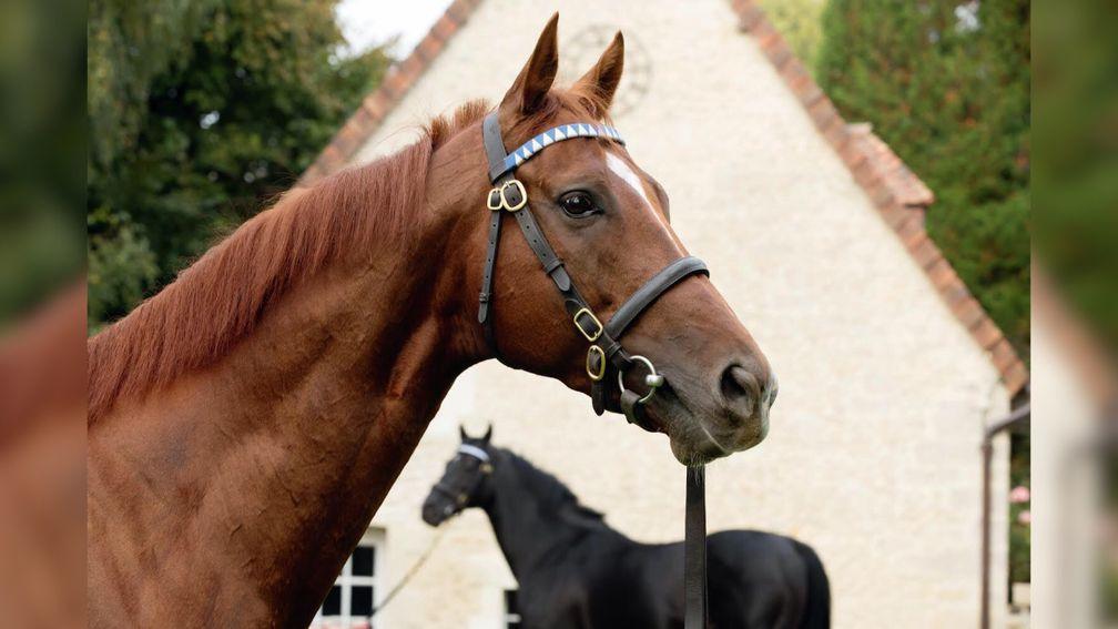 The roster at Haras du Logis also includes Manduro and his chestnut son Ultra