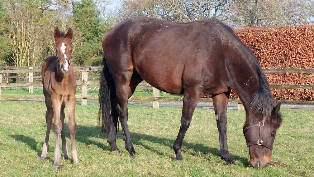 Stonethorn Stud Farms' Australia colt out of black-type mare Drumfad Bay
