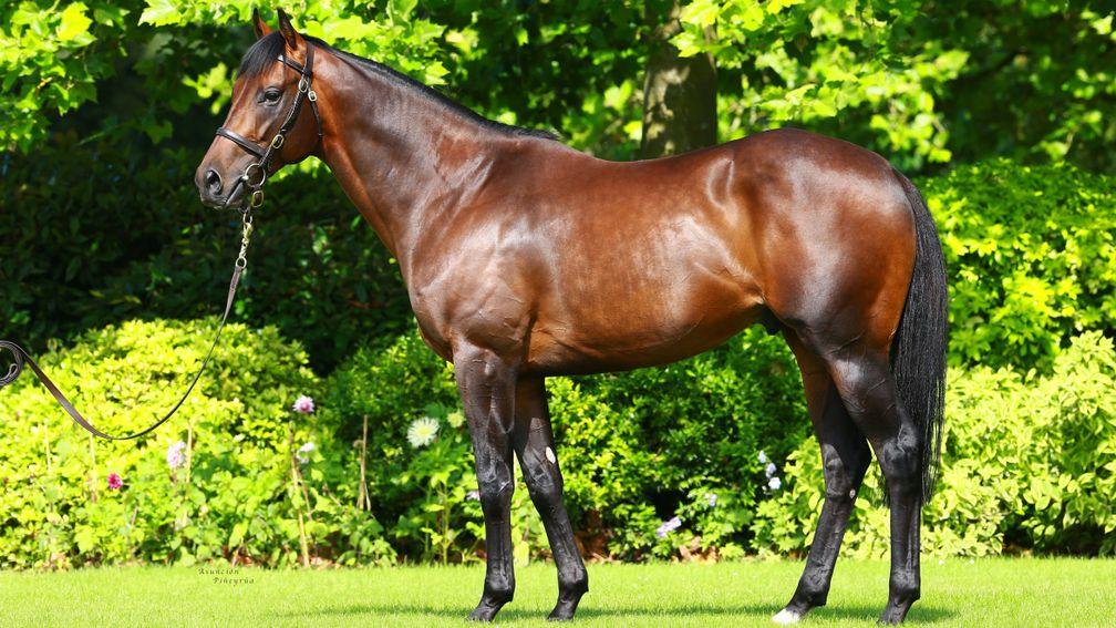 Muhaarar: first foals by the son of Oasis Dream sold like hot cakes last year