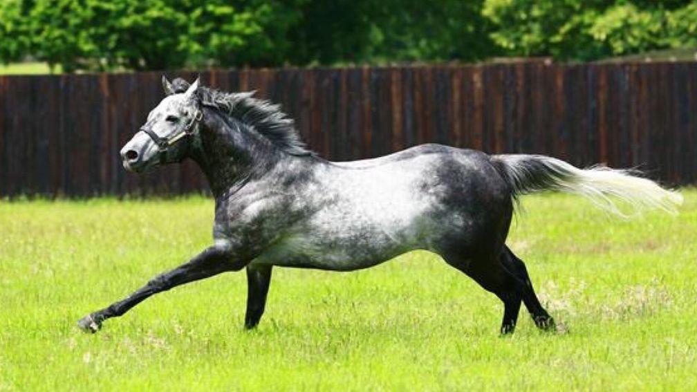 Gregorian: Sire of five stakes winners to date