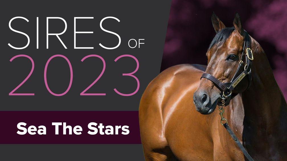 He's Galileo's half-brother but Sea The Stars has earned garlands galore himself