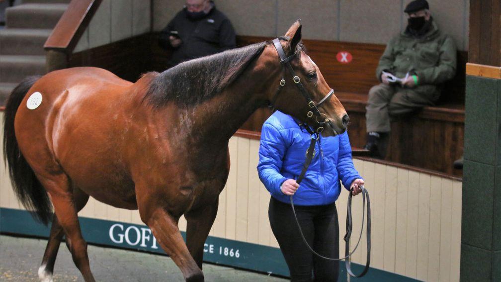 Lot 892: Zain Art in the Goffs ring before being knocked down for €390,000