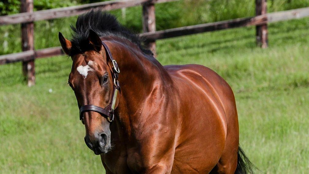Nathaniel: Newsells Park Stud stallion is the sire of five Group/Grade 1 winners