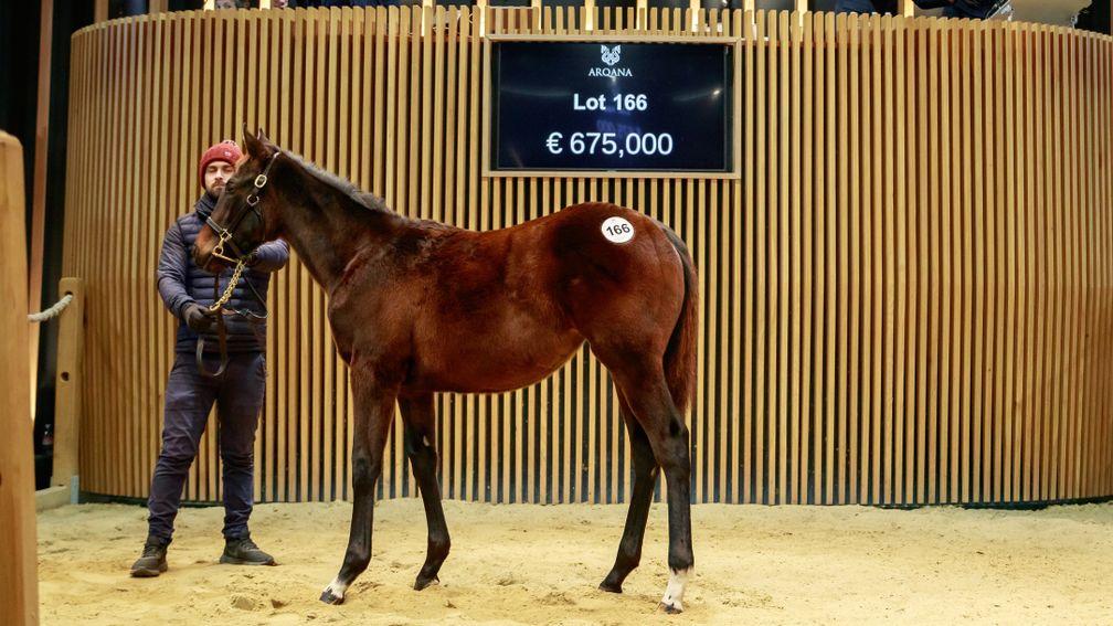 Treve's half-sister strikes a pose in the Deauville sales ring