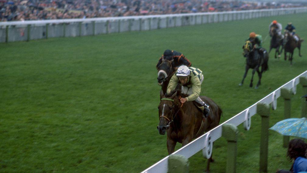 Wondermare Dahlia finished an admirable third in the 1975 King George