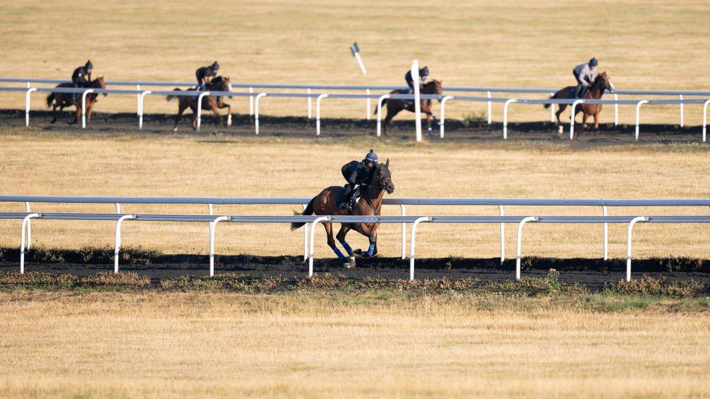 Horses canter up the all-weather gallop on a parched Warren Hill in Newmarket on Monday