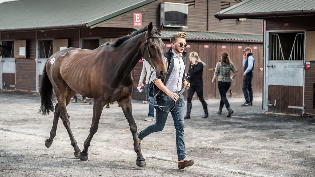 Interconnected in the stable yard before selling to Darren Yates for £620,000