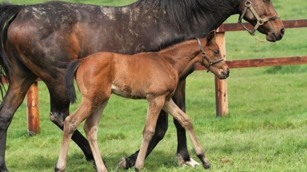 Andy Richardson's Without Parole filly out of Petits Fours