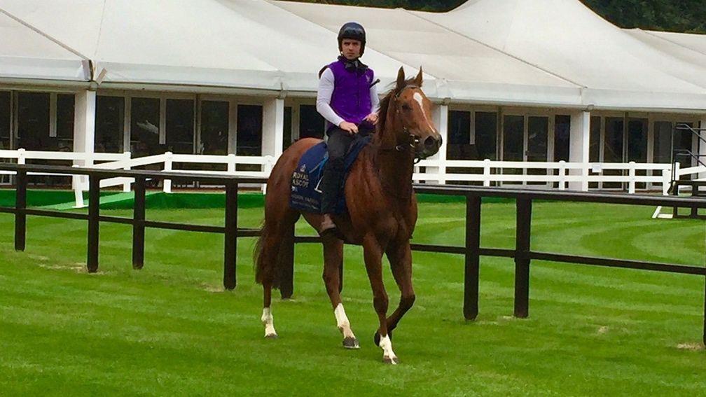 Redkirk Warrior and Dara O'Meachair after their workout on the July course