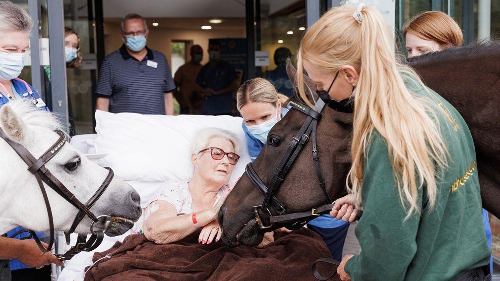 Diane, a patient at St Leonard's hospice shares a moment with York racecourse's equine ambassador Goldream