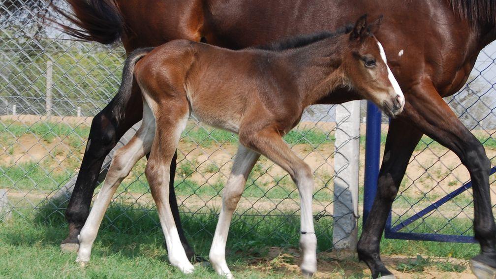 This bay colt is by French Navy out of Frosty (Cape Cross), born at Govind Bagh, Jai Govind Stud, India