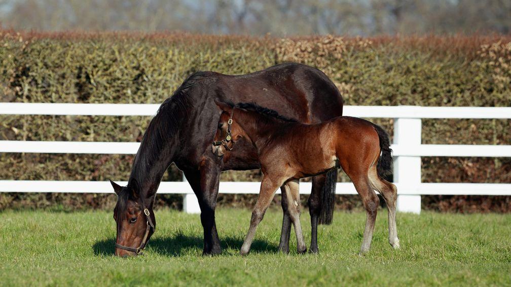 The Aga Khan Studs' Medaglia D'Oro filly out of Valia, a Group 2-winning and Group 1-placed daughter of Sea The Stars