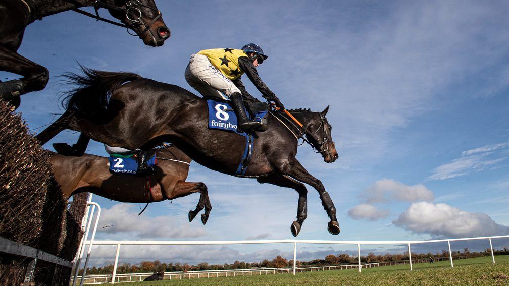 Gabynako: set to line up in the Sporting Life Arkle on Tuesday
