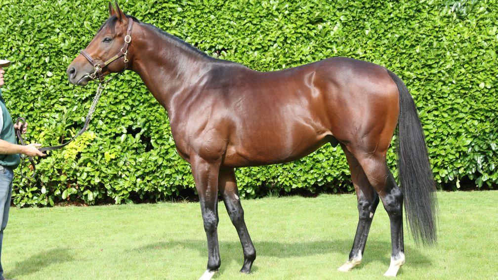 Make Believe: stands at Ballylinch Stud at a fee of €12,000