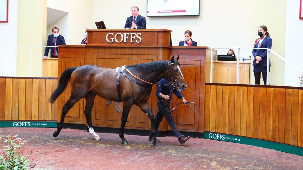 The sale-topping Medaglia D'Oro colt in the Doncaster ring before being knocked down at £675,000