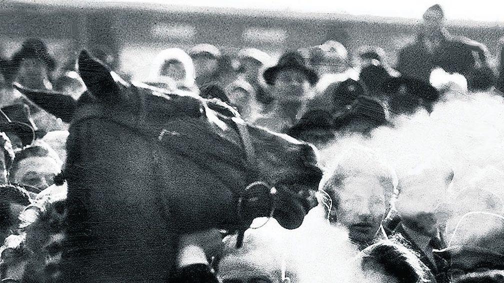 Arkle breathes fire in the winner's enclosure after his first and greatest Gold Cup victory
