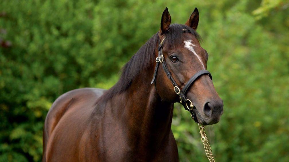 Shamardal: sire of impressive Duke of Cambridge Stakes winner Aljazzi