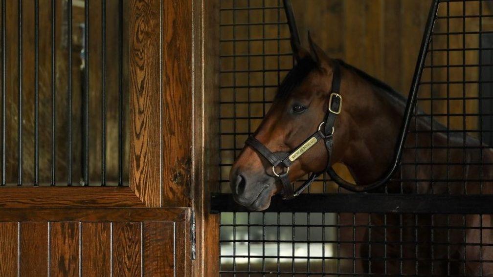 American Pharoah: made a bright start with his first juvenile runners
