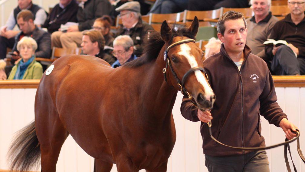 Adam Hill of Rosyground Stud leads round the Exceed And Excel filly who fetched 500,000gns at Book 2 on Tuesday