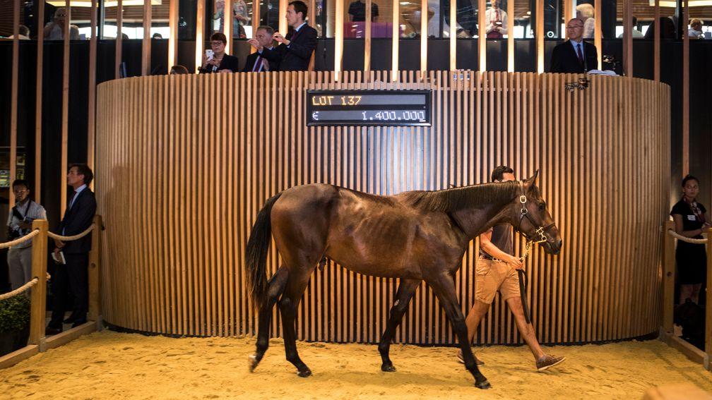 The Dubawi colt out of Just The Judge in the Arqana ring before being knocked down to Ballylinch Stud for €1.4 million