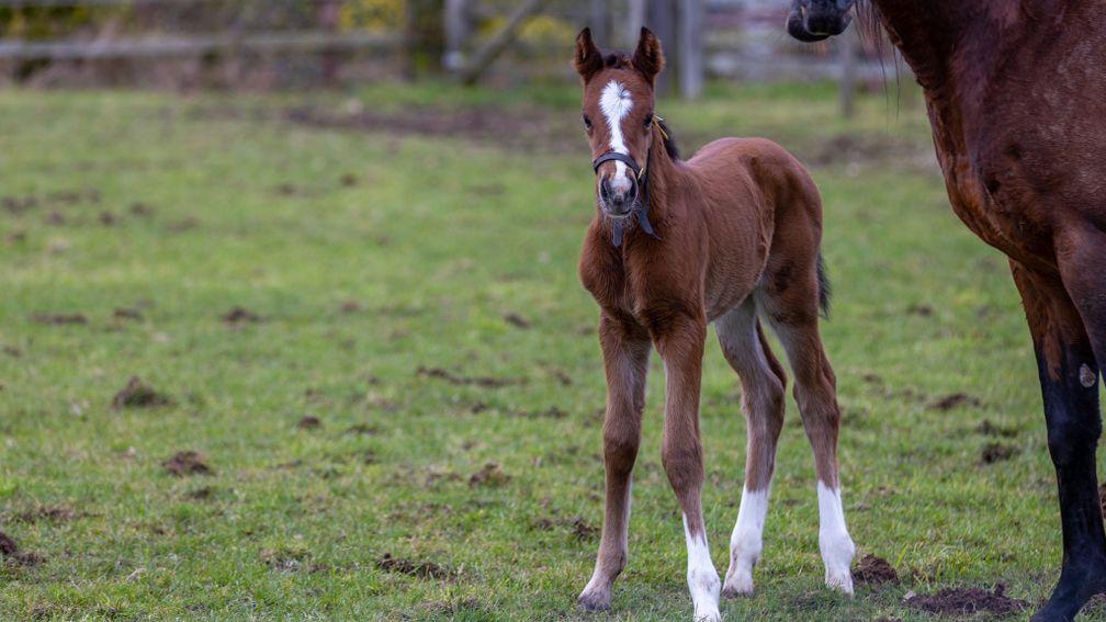 Tim Easterby's filly by Ulysses