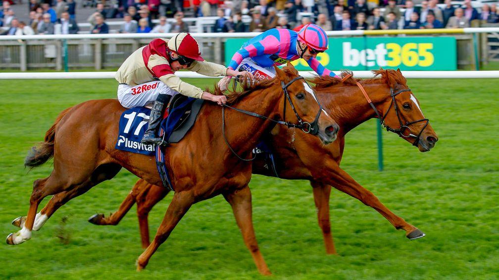 Red Tea (nearside) holds an entry in the Duke of Cambridge Stakes