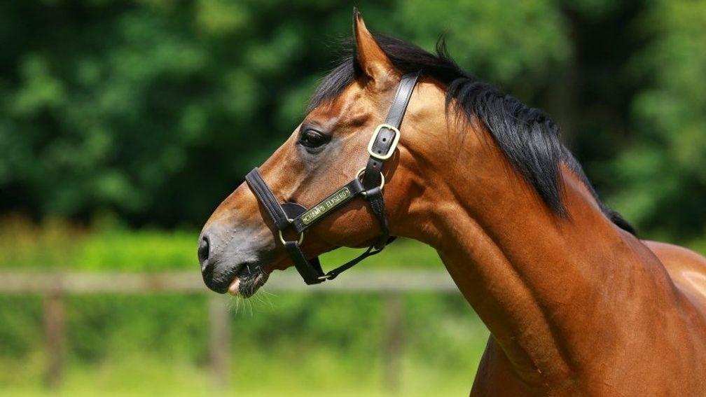Champs Elysees: sire of Billesdon Brook stands at just €6,500 in 2018
