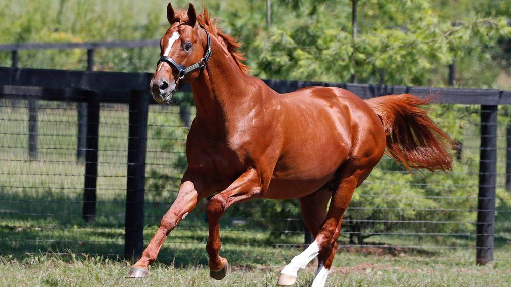 Curlin: his covering fee at Hill 'n' Dale Farm skyrocketed to $175,000 in 2019