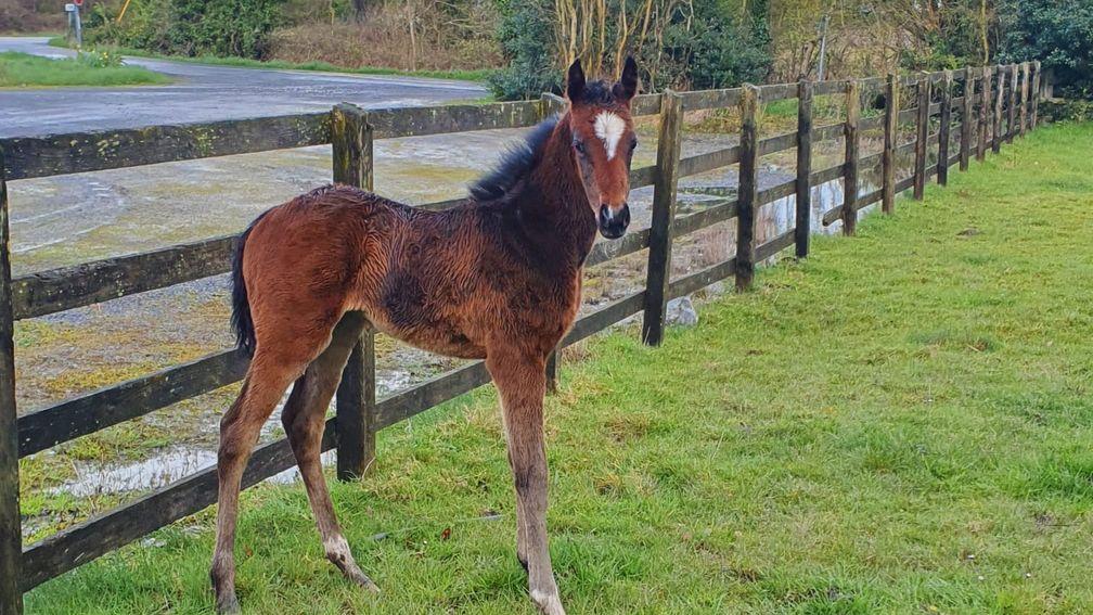 David Connaughton's Free Eagle filly out of Aspire