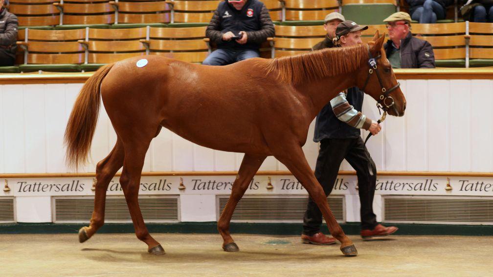 Thady Gosden's 350,000gns acquisition in the ring