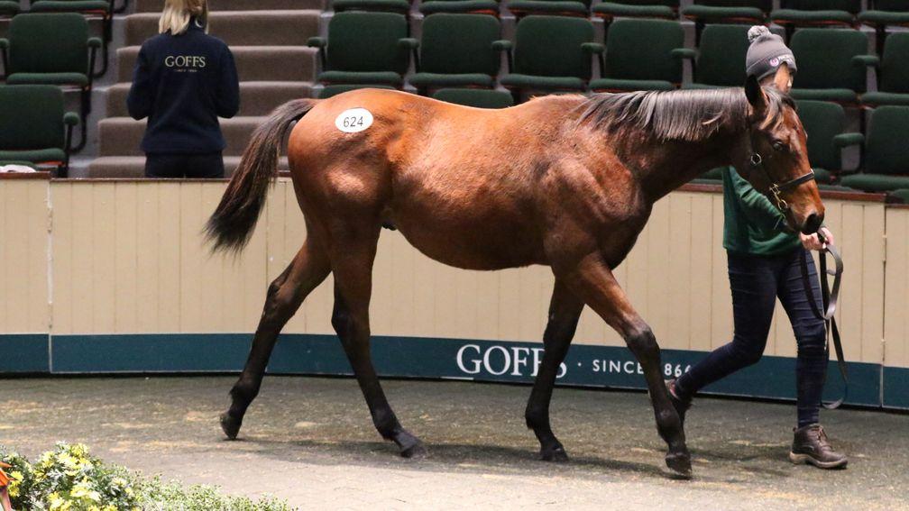The Invincible Spirit colt out of Boldarra takes his turn in the Goffs ring