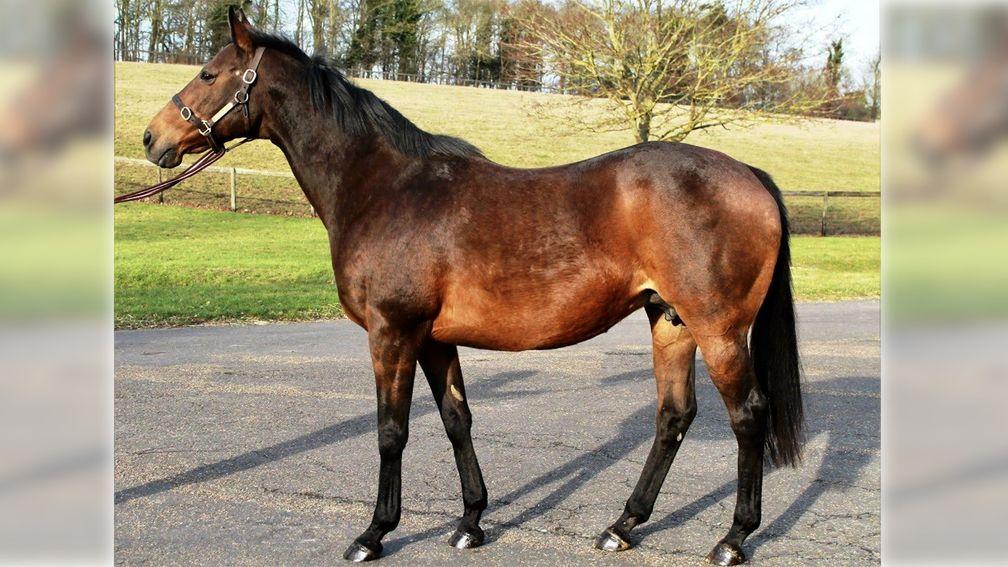 Brilliant broodmare Shastye, the dam of Japan and Mogul, has died at the age of 21